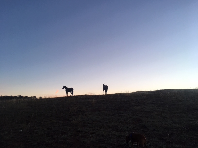 Horses silhouetted against sunrise